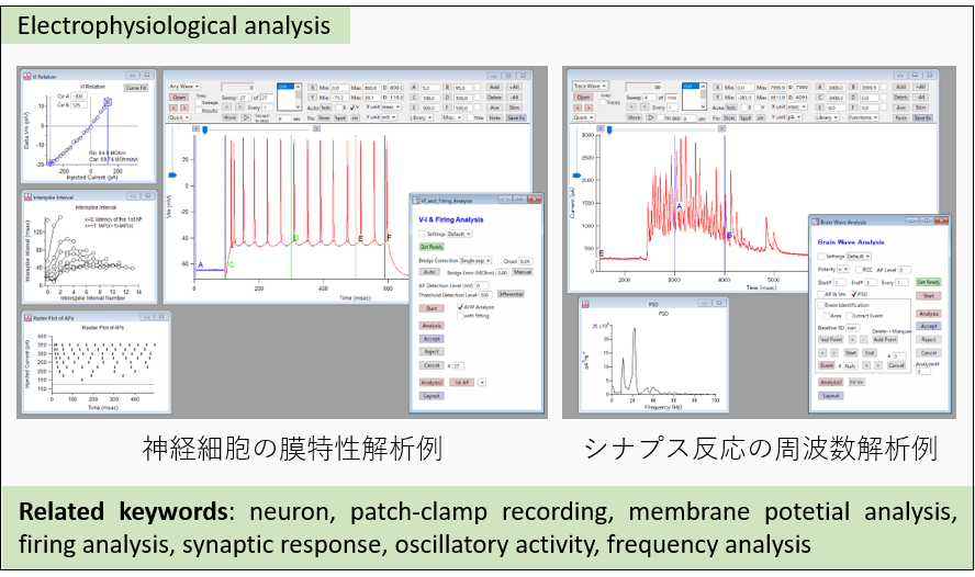 [Electrophysiological analysis]