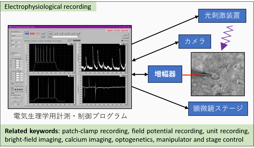[Electrophysiological recording]